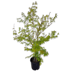10L Japanese Maple - Acer palmatum Seiryu