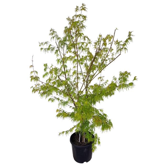 10L Japanese Maple - Acer palmatum Seiryu