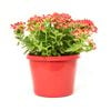 180mm Verbena Voodoo Star - Verbena hybrida