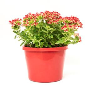 180mm Verbena Voodoo Star - Verbena hybrida