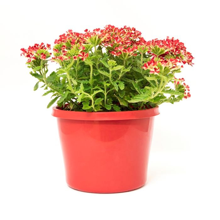 180mm Verbena Voodoo Star - Verbena hybrida