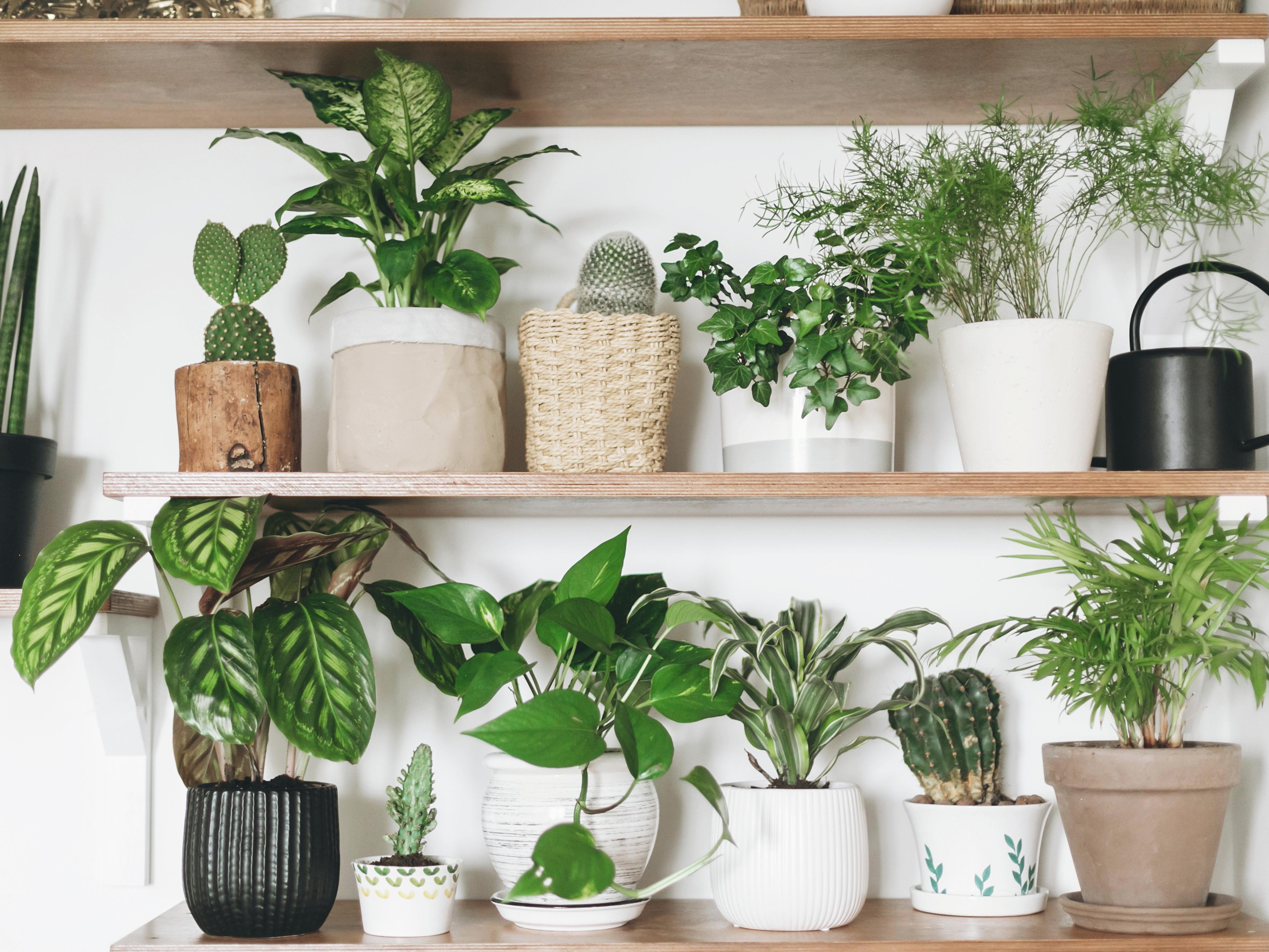 How To Keep Potted Plants In Great Condition Bunnings Australia