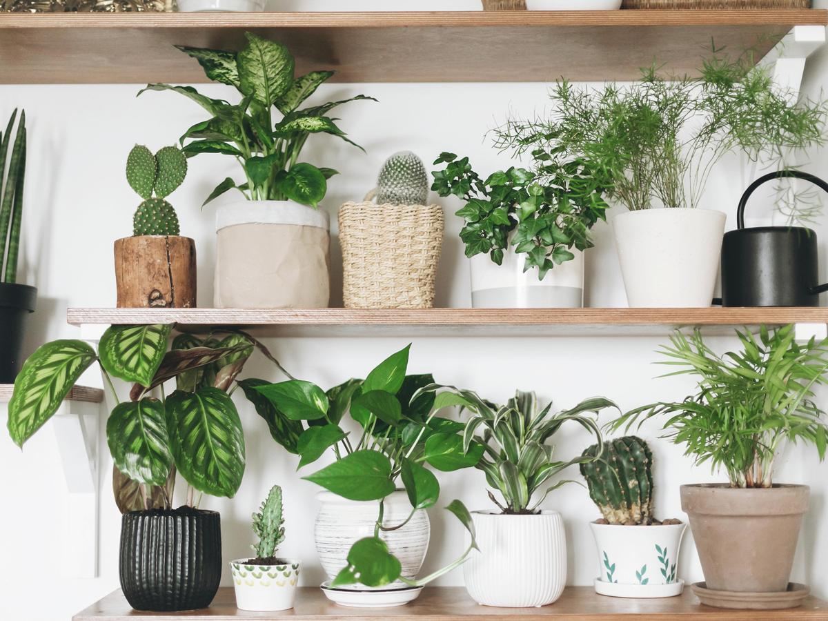 How To Keep Potted Plants In Great Condition - Bunnings Australia