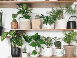 Pot plants on shelves.