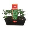 Punnet Pea Sugar Snap - Pisum sativum - Grow Your Own Range