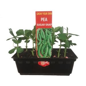 Punnet Pea Sugar Snap - Pisum sativum - Grow Your Own Range