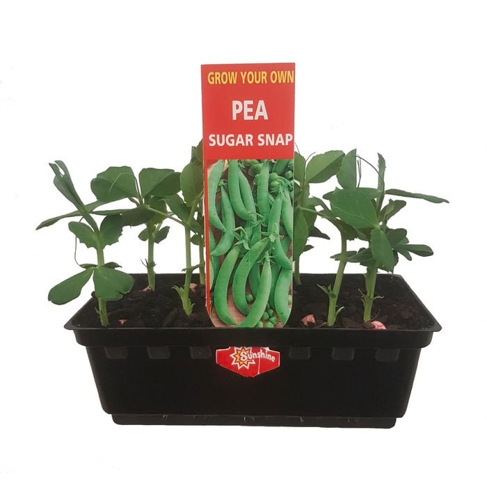 Punnet Pea Sugar Snap - Pisum sativum - Grow Your Own Range