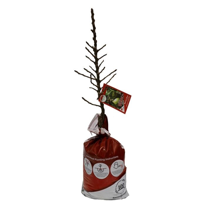 Bagged Pear Trixzie Pyvert - Pyrus communis