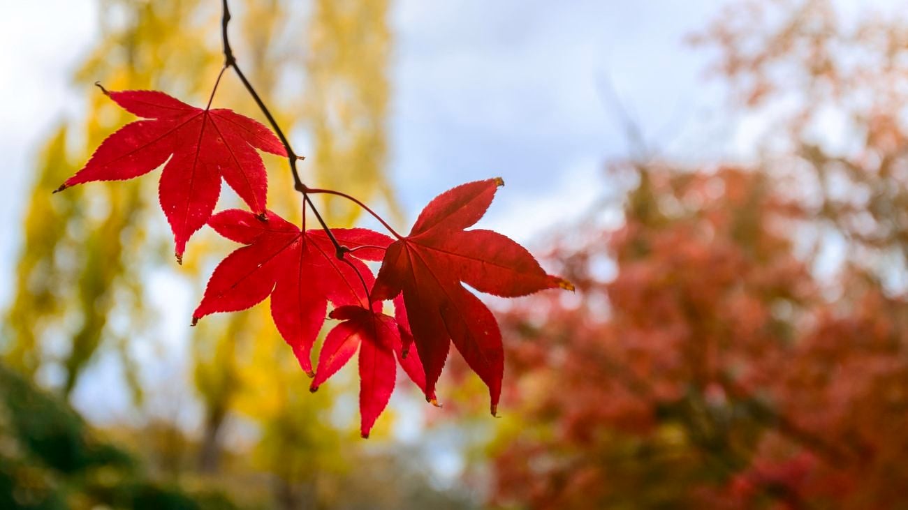 Close-up of colourful autumn leaves