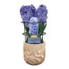 150mm Assorted Gift Wrapped Potted Hyacinth  - Hyacinthus orientalis