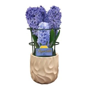 150mm Assorted Gift Wrapped Potted Hyacinth  - Hyacinthus orientalis