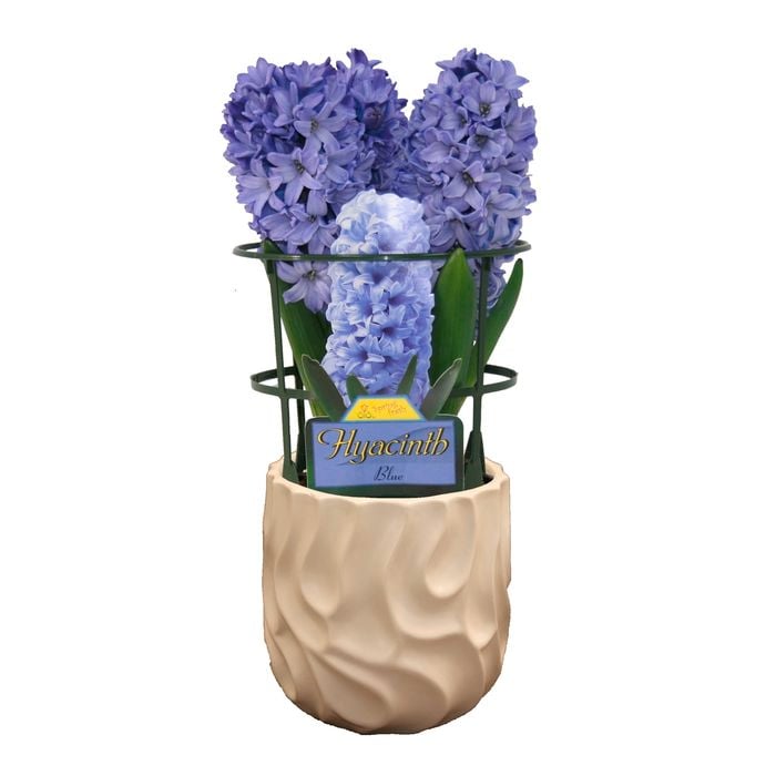 150mm Assorted Gift Wrapped Potted Hyacinth  - Hyacinthus orientalis