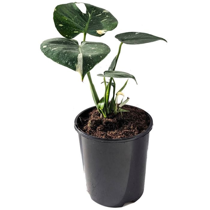 150mm Thai Constellation - Monstera Deliciosa Variegata