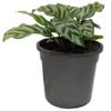 120mm Freddy Calathea - Exotica Freddy