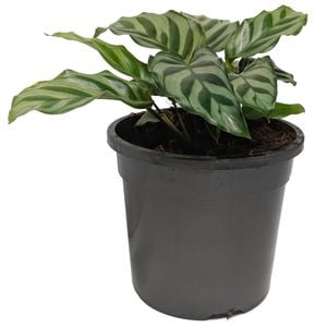 120mm Freddy Calathea - Exotica Freddy