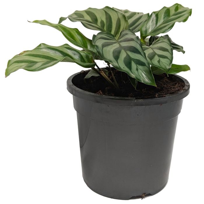 120mm Freddy Calathea - Exotica Freddy