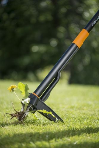 A weed puller extracting a dandelion from a lawn