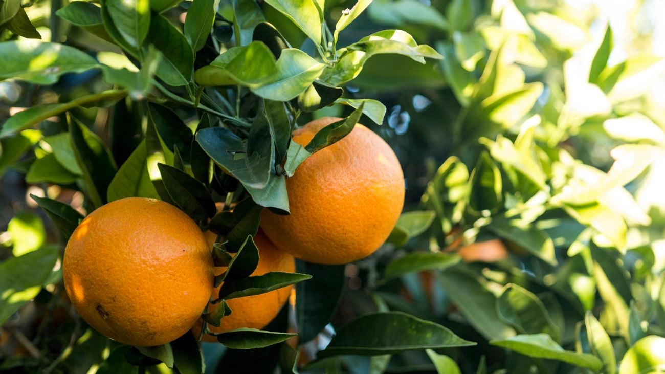 Close up of a cluster of oranges hanging from a tree surrounded by leaves.