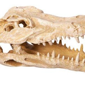 Aqua One Crocodile Skull Ornament 11x23x14cm (37485)