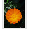 Galrie Bright Orange Marigold Flower Art Photography Print - Vibrant Botanical Decor, White Frame, A4 21 x 30cm (8 x 12inch)