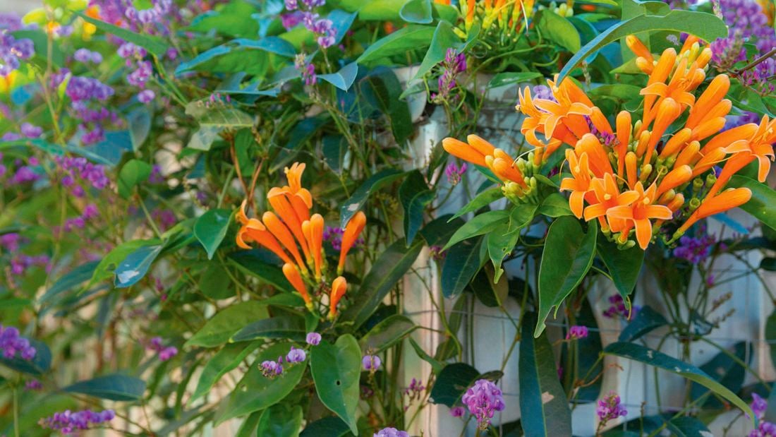 An image of orange orchid blossoms and purple flowers growing over a fence