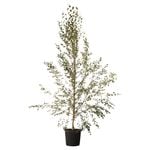 330mm Silver Birch - Betula pendula Alba