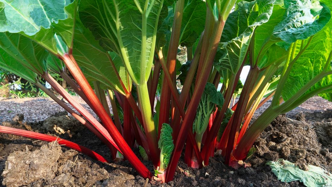 Stalks of rhubarb with large green leaves coming out of the dirt.