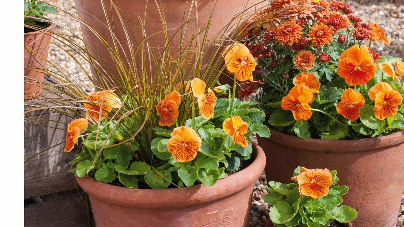 a group of ports with flowering plants and flowers