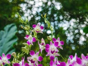 Purple dendrobium orchids in a garden