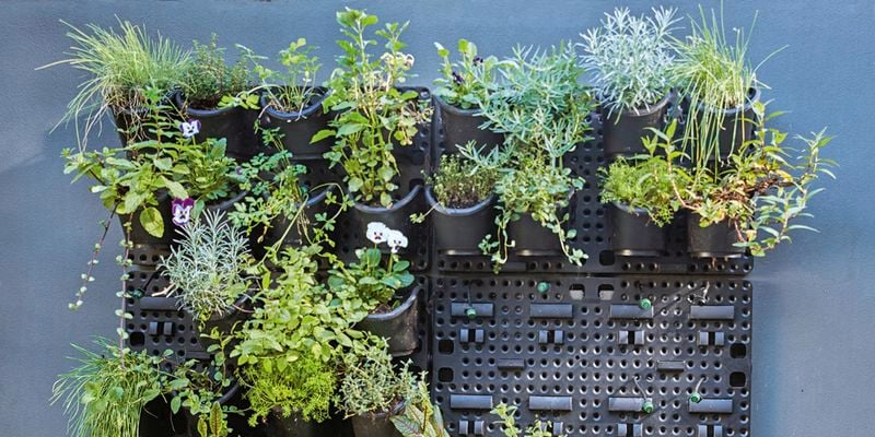 Vertical garden filled with plants against a dark grey concrete wall