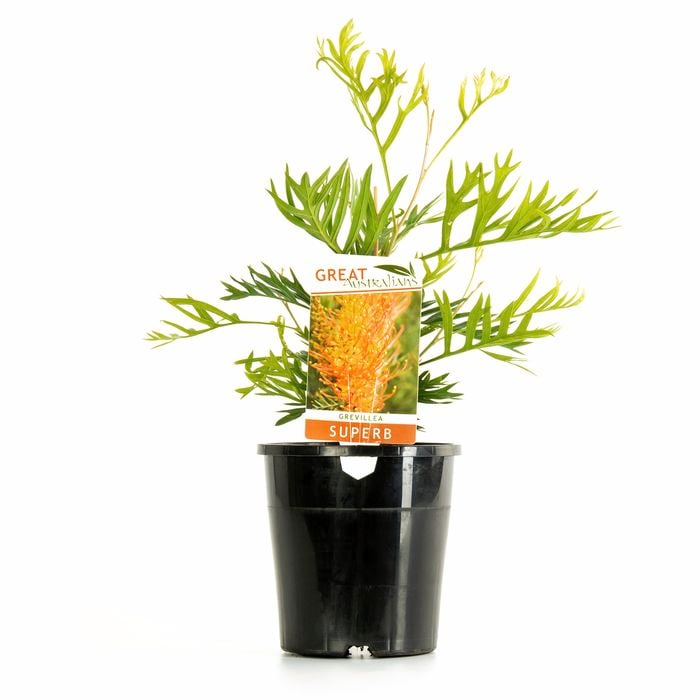 140mm Grevillea Superb - Grevillea bipinnatafida x Banksii