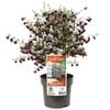140mm Boronia Purple Jared - Boronia hetrophylla