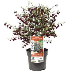 140mm Boronia Purple Jared - Boronia hetrophylla