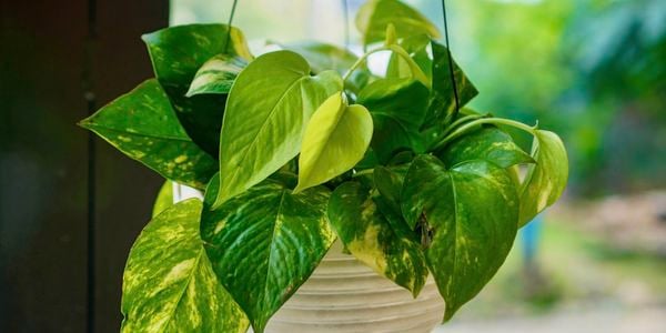 Mid shot of a hanging pot of Devil’s ivy.