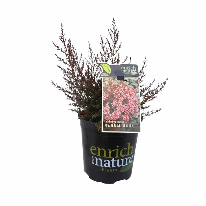 170mm Leptospermum nanum Ruru