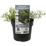 140mm White Creeping Boobialla - Myoporum parvifolium Aalba Fine Leaf