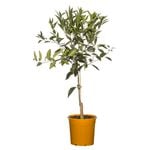 200mm Mandarin Imperial - Citrus reticulata