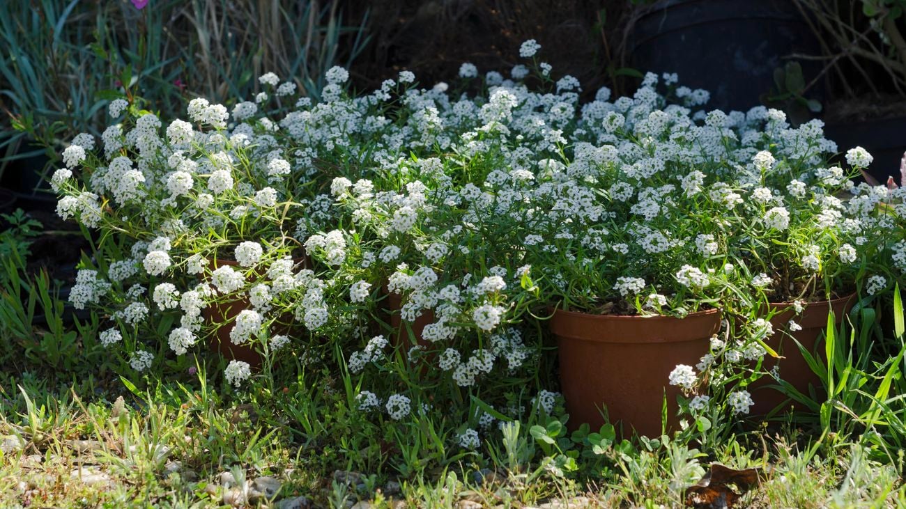 Sweet alyssum plants growing in terracotta pots