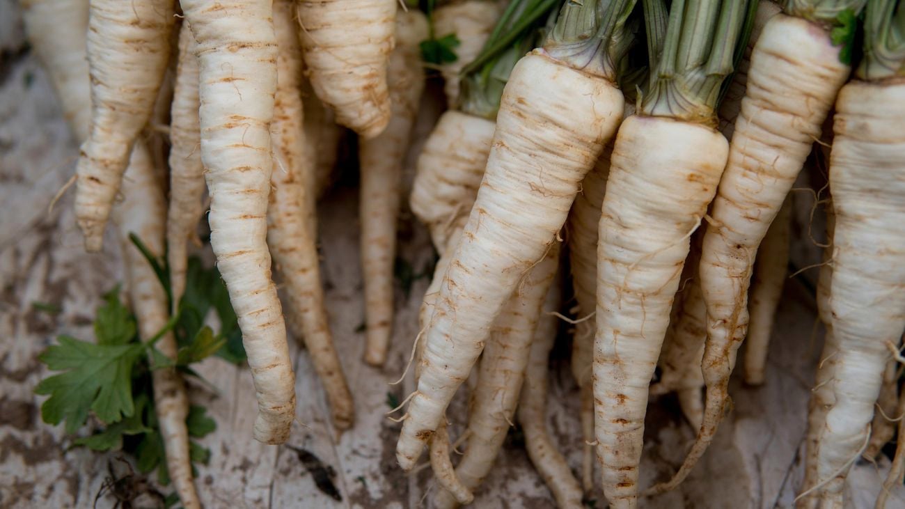 A bunch of freshly harvested white parsnip