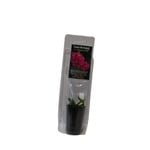 30mm Orchid - Cymbidium hybrids