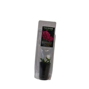 30mm Orchid - Cymbidium hybrids