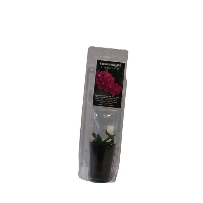 30mm Orchid - Cymbidium hybrids