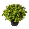10L Pittosporum Golden Ball - Pittosporum tenuifolium