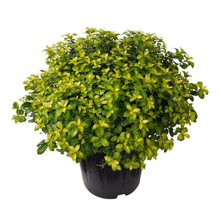 10L Pittosporum Golden Ball - Pittosporum tenuifolium