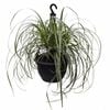 270mm Carex Feather Falls In Hanging Basket