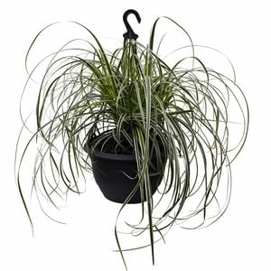 270mm Carex Feather Falls In Hanging Basket
