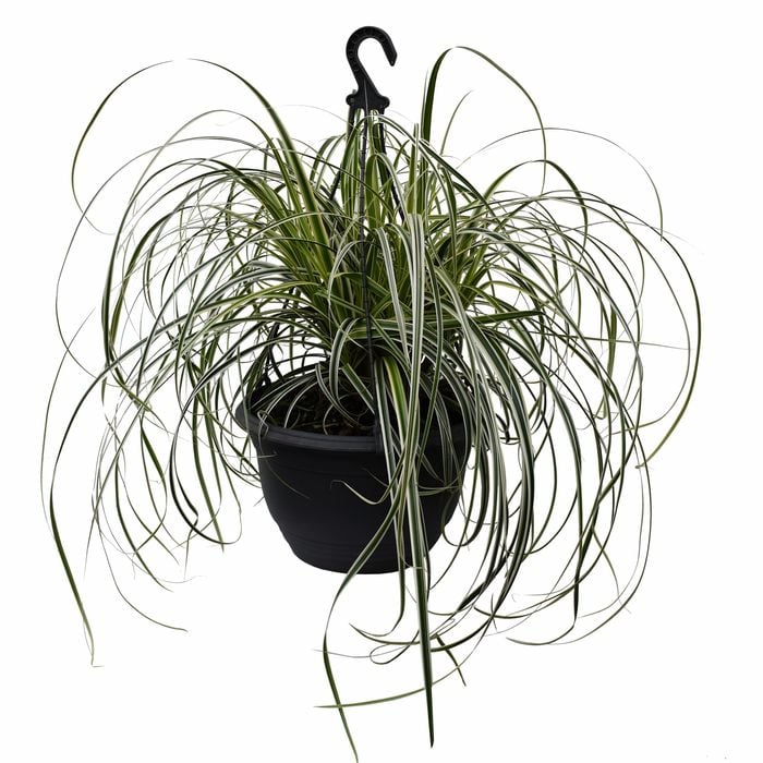 270mm Carex Feather Falls In Hanging Basket
