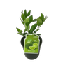 3L Citrus Lime Bearss - Citrus hybrid - Incredible Edibles Range
