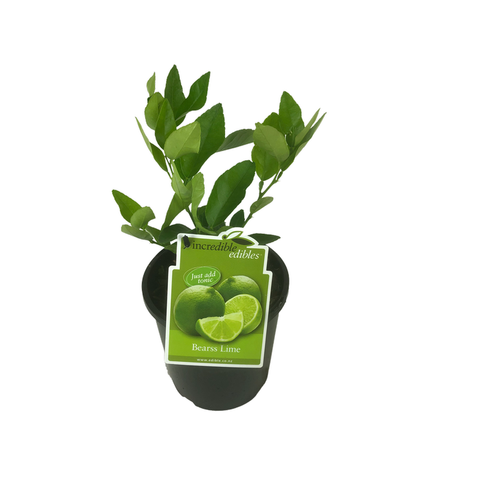 3L Citrus Lime Bearss - Citrus hybrid - Incredible Edibles Range