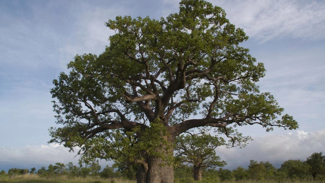 Baobab tree.